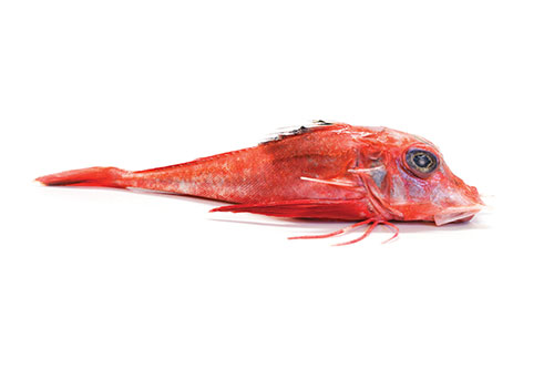 GURNARD