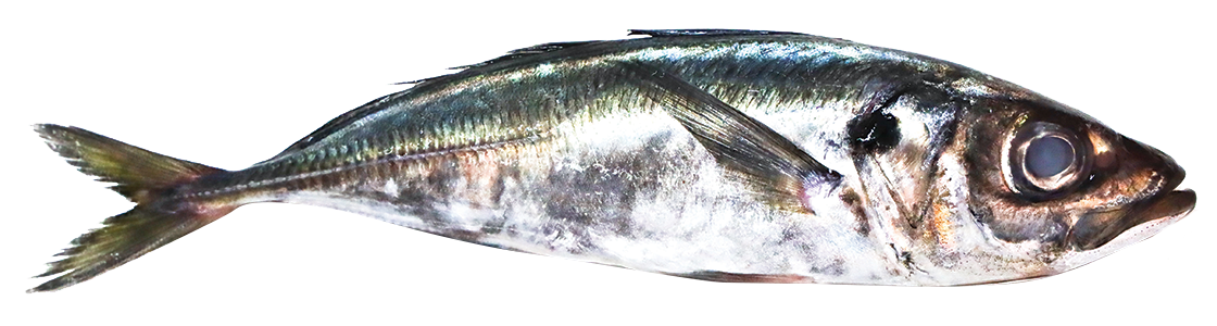 HORSE-MACKEREL