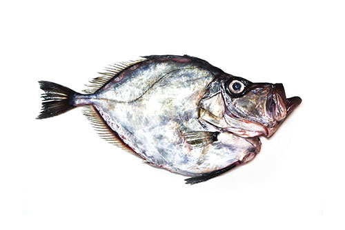 JOHN-DORY