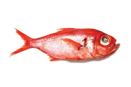 ALFONSINO ALFONSINO
