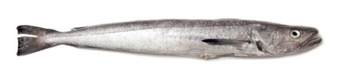 HAKE HAKE