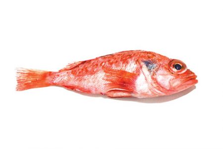 JACOPEVER JACOPEVER